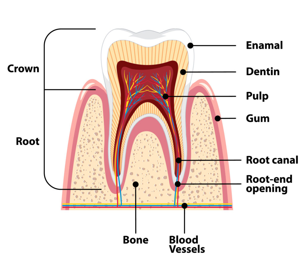 affordable root canal singapore