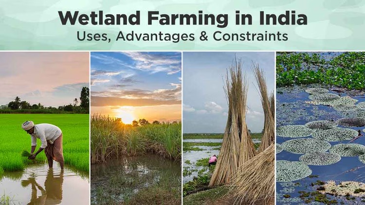 Wetland Farming and its Advantages